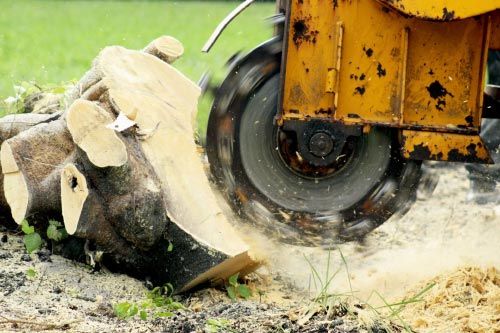 Stump grinding in roseville is always fun. Ace Tree Ent does tree trimming anf tree removal.