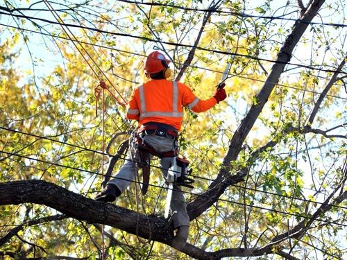 Stump grinding in roseville is always fun. Ace Tree Ent does tree trimming anf tree removal.